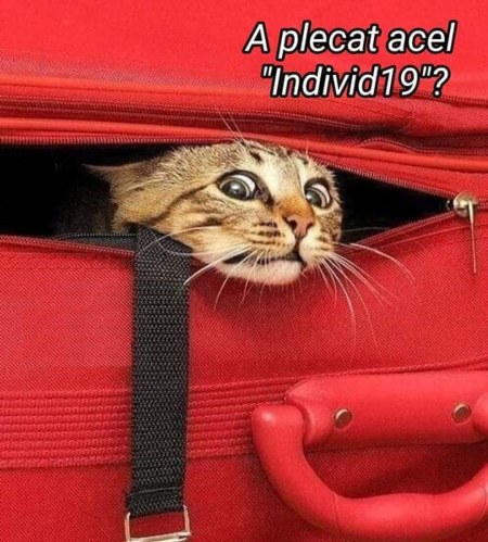 ce vrea sa stie o pisica