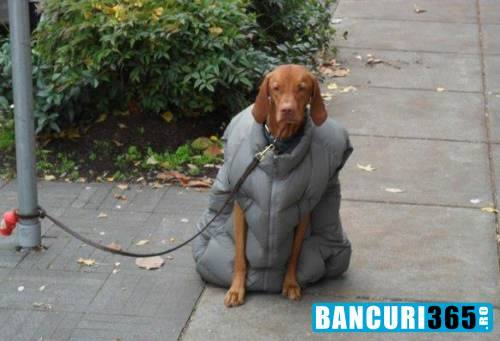 cum arata un caine imbracat cu geaca