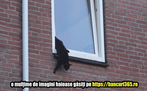 cum s a prins o pisica in geam 2