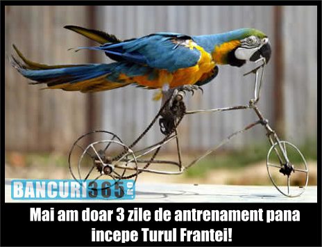 papagalul pe tricicleta