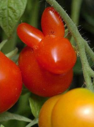 O leguma cu forma ciudata5