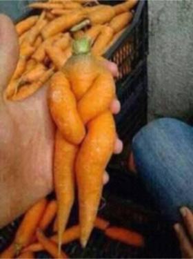 cum arata un morcov pudic