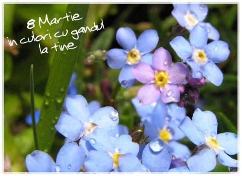 felicitare-8-martie