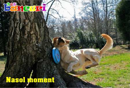 cum se loveste un catel