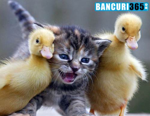 pisicuta-si-ratustele