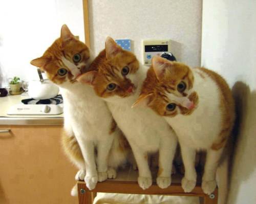 trei pisici