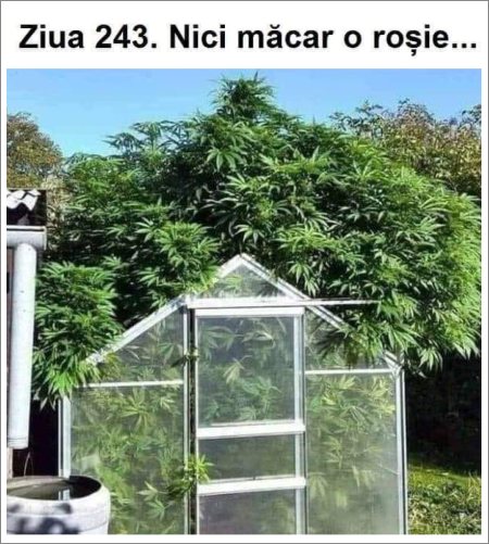 ce iti iese cand incurci semintele