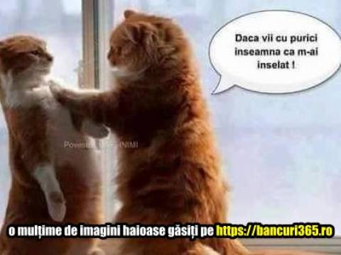 Cele mai bune bancuri cu purici
