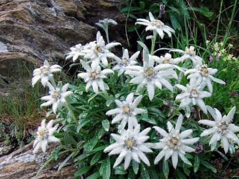 Legenda Florii de colt