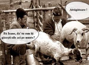Discutia ciobanilor
