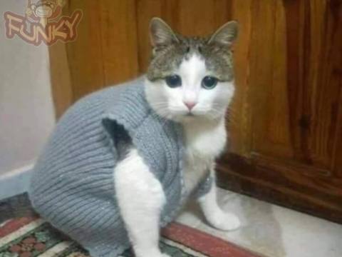 Cum arata o pisica de Bucuresti in iarna 2019