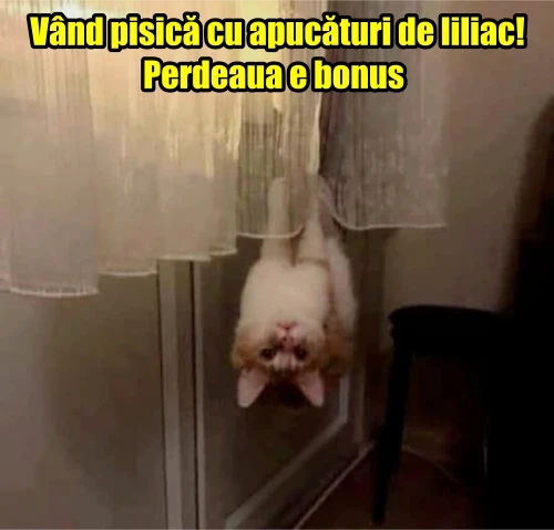 Cum arata pisica cu apucaturi de liliac