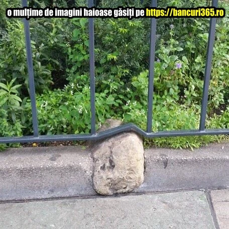 Cum face Dorel bordurile