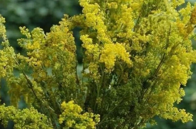 Legenda Sanzaienelor