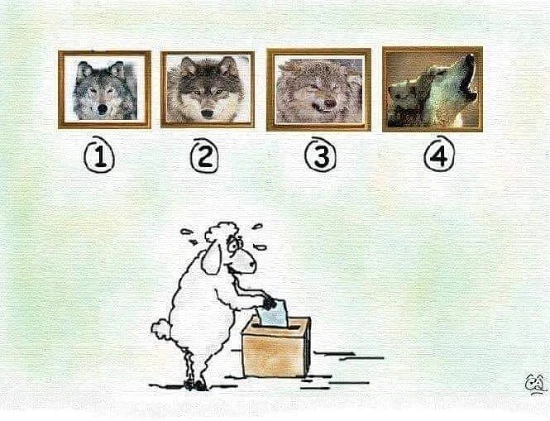 alegerile pe intelesul tuturor