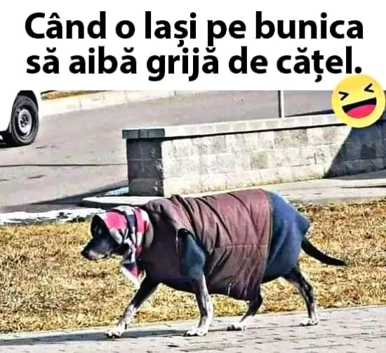 bancuri cum are grija bunica de catel
