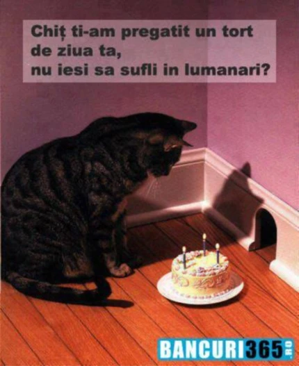 ce a pregatit pisica pentru soarece