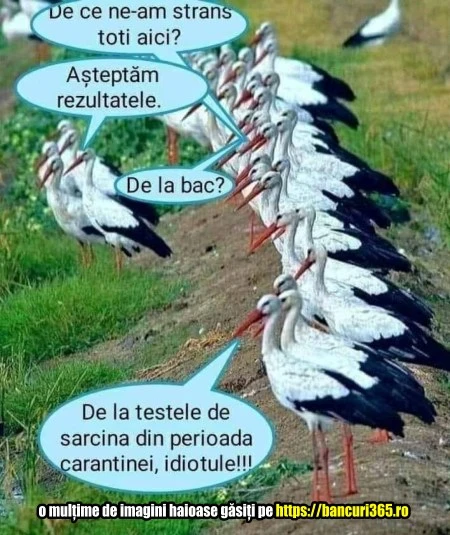 ce asteapta un stol de berze