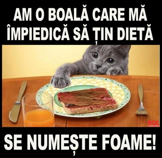 ce boala are o pisica