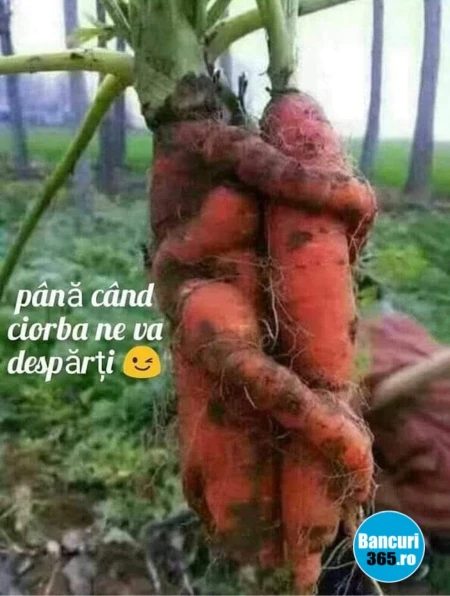 ce fac doi morcovi