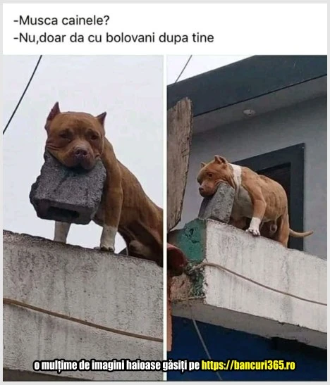 ce face un caine cand vede oameni bancuri 365