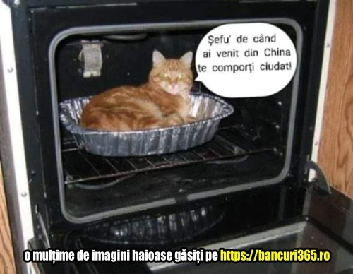 ce face un omulet cu pisica lui