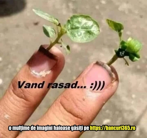 ce fel de rasaduri vionde un tip bancuri tarani