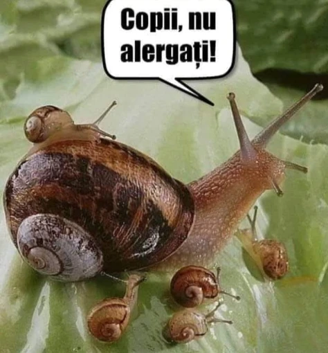 ce nu trebuie sa faca melcii cei mici