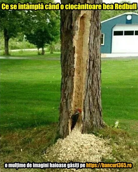 ce se intampla cand o ciocanitoare bea redbull