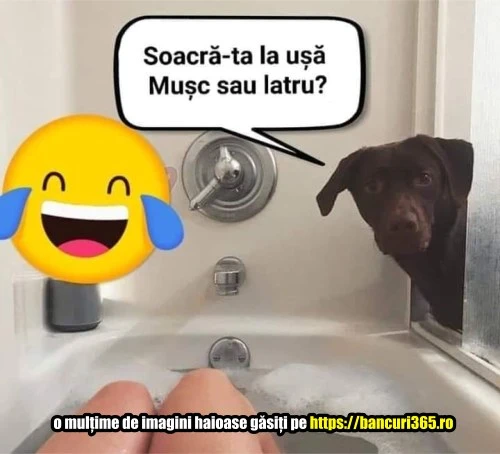 ce vrea sa faca cainele cand vine soacra