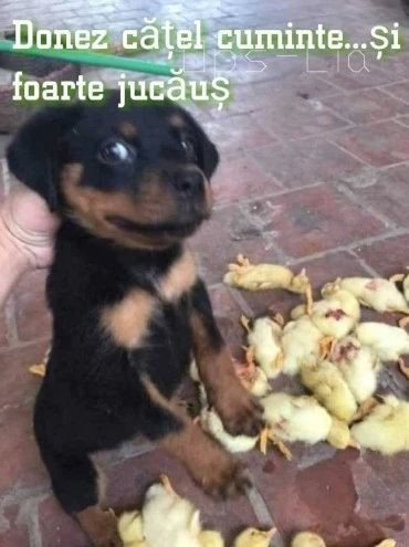 cine vrea sa cumpere un catel cuminte