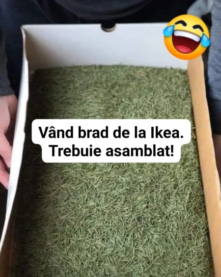 cum arata bradul tip Ikea