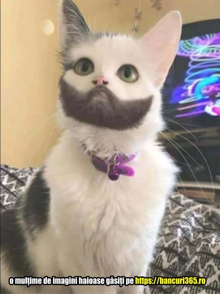 cum arata o pisica cu barba bancuri