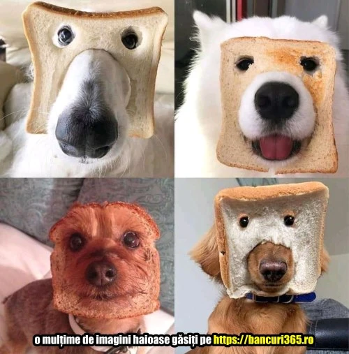 cum arata un caine cu masca bancuri365