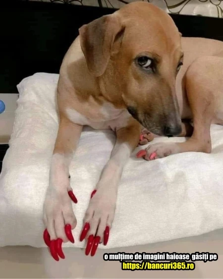 cum arata un caine la moda bancuri