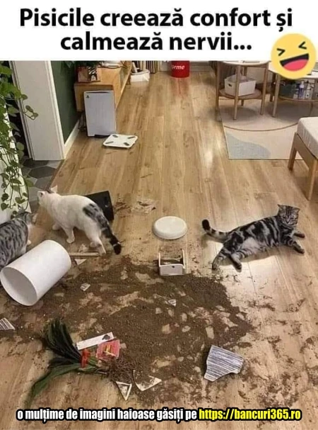 cum creeaza pisicile confort si calmeaza nervii gluma