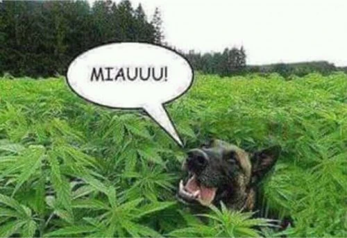 cum face un caine in campul de canepa