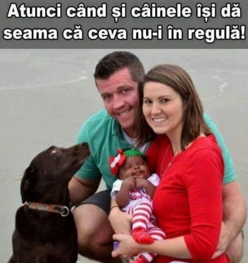 cum isi da seama un caine ca ceva nu e in regula