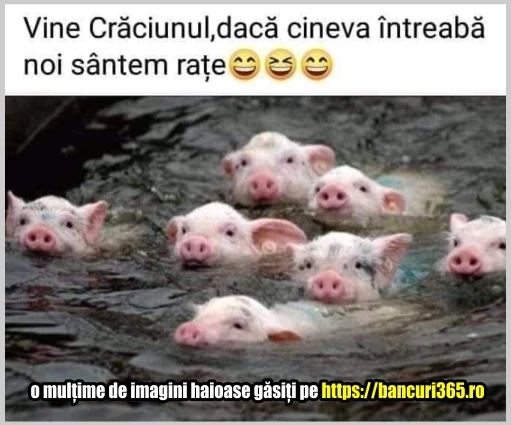 cum vor sa scape porcii de Craciun