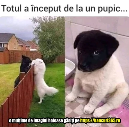 de ce nu e bine sa lasi Caini la gard