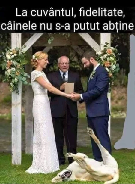 de ce un caine a inceput sa se tavaleasca pe jos de ras