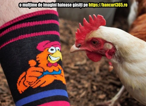 o gaina se uita la un cocos