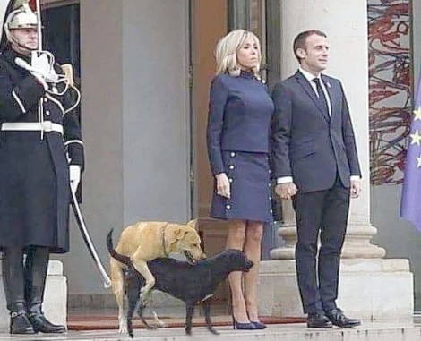 presedintele Frantei si cainii vagabonti