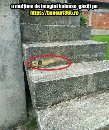 unde e scula lui Dorel